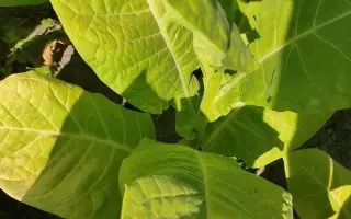 Жовтолистий 36