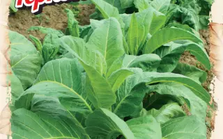 Тернопільський 14