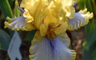 Эраут Эттент / Ераунт Еттент