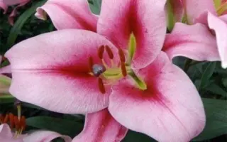 Мэрриот / Мерріот