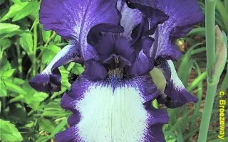 Степпинг Аут / Степпінг Аут