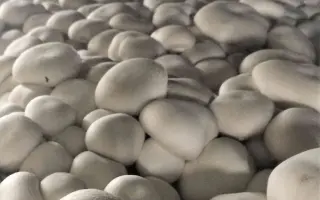 Euromycel E21 / Євроміцель Е21