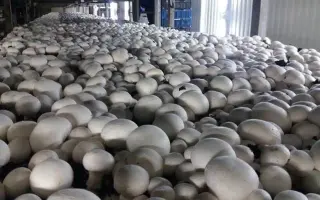 Euromycel E55 / Євроміцель Е55