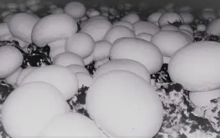 Euromycel E58 / Євроміцель Е58