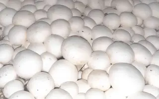 Euromycel E67 / Євроміцель Е67