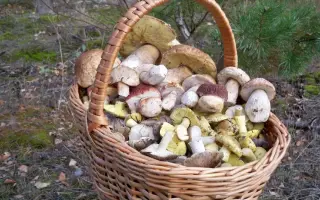 Triple X S / Тріпл ІКС ЕС