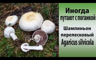 ИБК-25 / ІБК-25