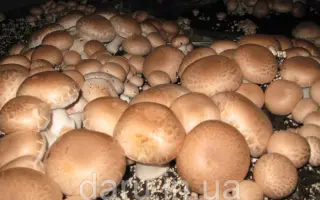 Heirloom S / Хеірлум С