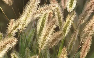 Lischka / Лішка