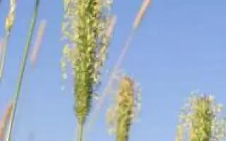 Вишгородська