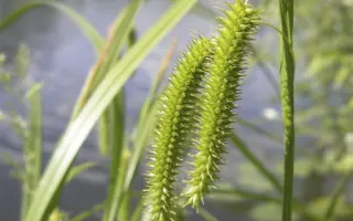 Timoturf / Тімоторф