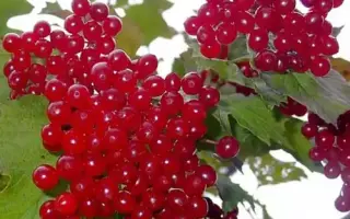 Великоплідна