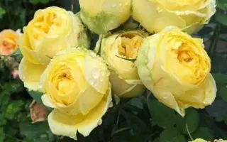 Catalina / Каталіна