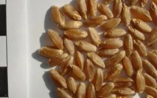 Голіковська