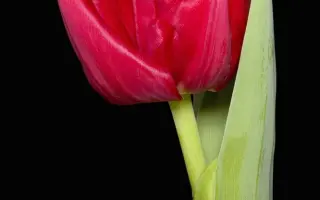 4 daagses / 4 даагсэс