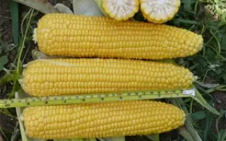 Alojzia F1 / Алойзія F1