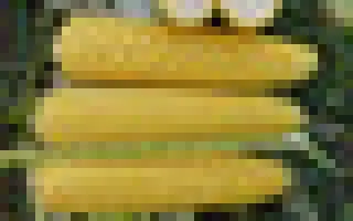 Alojzia F1 / Алойзія F1