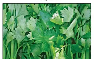 Анита / Аніта