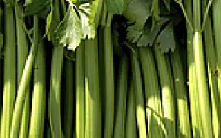 Анита / Аніта