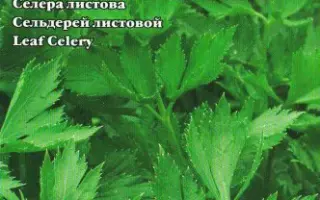 Ароматная / Ароматна