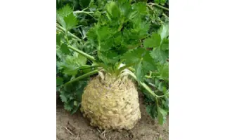 Asterix / Астерікс