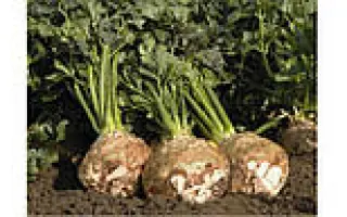 Asterix / Астерікс