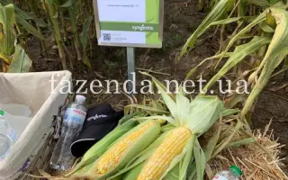 BSS1075 / БСС1075