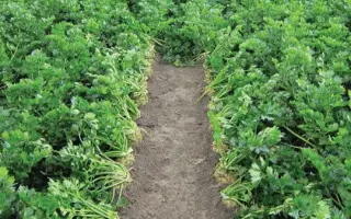 Balena / Балена