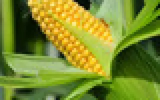 Bandit F1 / Бандіт F1