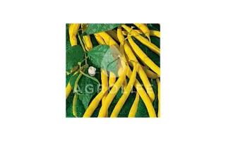 Berggold / Бергголд