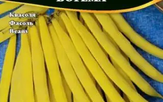 Bogema / Богема