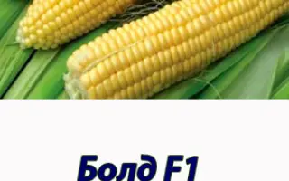 Bold F1 / Болд F1