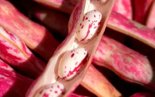 Borlotto lingua di fuoco nano / Борлотто лінгва ді фуоко нано