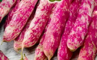 Borlotto lingua di fuoco nano / Борлотто лінгва ді фуоко нано