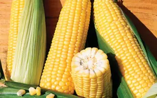 Boston F1 / Бостон F1