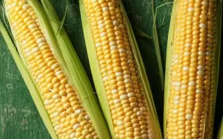 CUMBERLAND / КАМБЕРЛЕНД