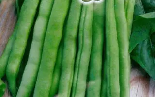 Cannellino / Каннелліно