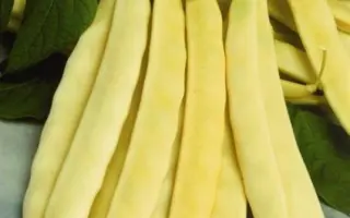 Caprika / Капріка