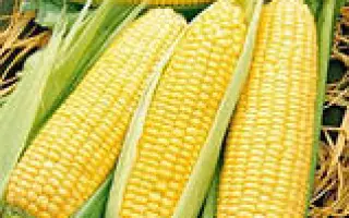 Caramelo / Карамело