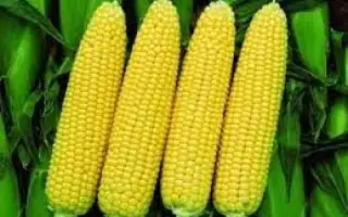 Challenger F1 AS / Челленджер F1