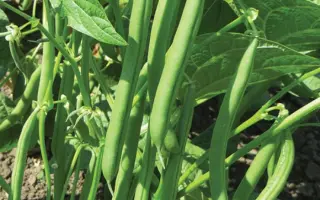 Crockett / Крокет