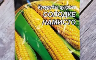 ДН Намисто