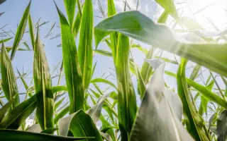 ДН Пальміра