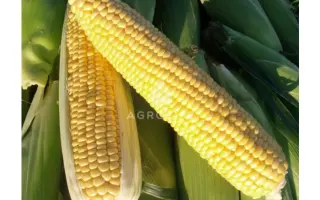 DRIVER R / ДРАЙВЕР Р