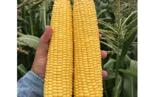 DRIVER / ДРАЙВЕР