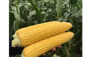 DRIVER / ДРАЙВЕР