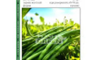 Delfina / Дельфіна