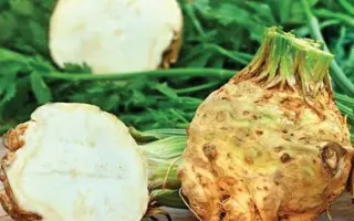 Diamant / Діамант