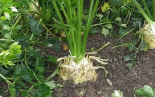 Diamant / Діамант