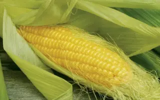 ELEMENT / ЕЛЕМЕНТ